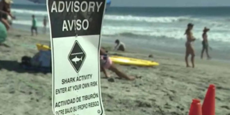 Anuncian aviso de tiburón en playa de Carlsbad tras avistamiento