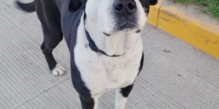 Dia Mundial del Perro Callejero