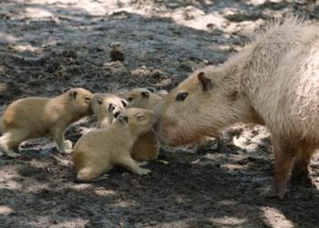 Nacen 4 carpinchos en zoológico de San Diego