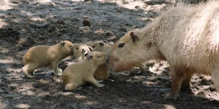 Nacen 4 carpinchos en zoológico de San Diego
