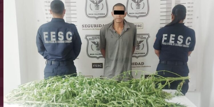 Detienen a hombre sus plantas de marihuana