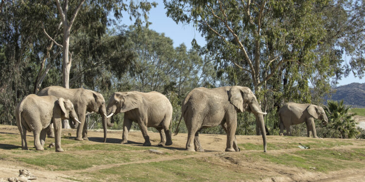 San Diego Zoo Safari Park anuncia “Elephant Valley”, el proyecto de transformación más grande en 50 años