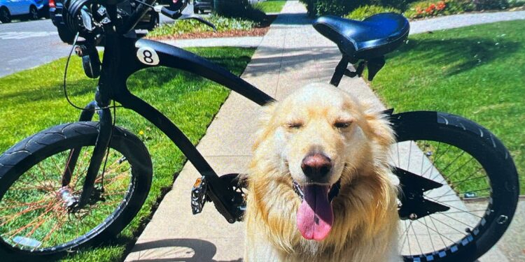 Perrito sonriendo junto a la bicicleta robada devuelta a sus dueños