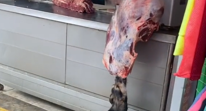 perrito
