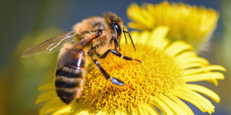 Abejas