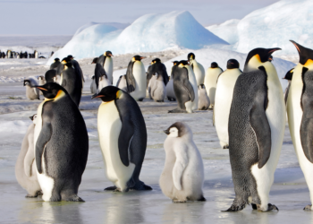 pingüinos emperador