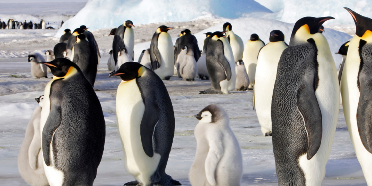 pingüinos emperador