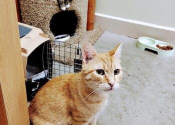Cafetería de gatos en Tijuana logra 1500 adopciones