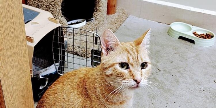 Cafetería de gatos en Tijuana logra 1500 adopciones