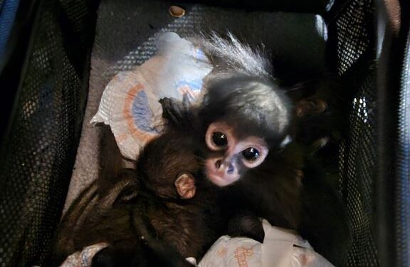 Oficiales de CBP impiden un intento de contrabando de monos en garita de Calexico