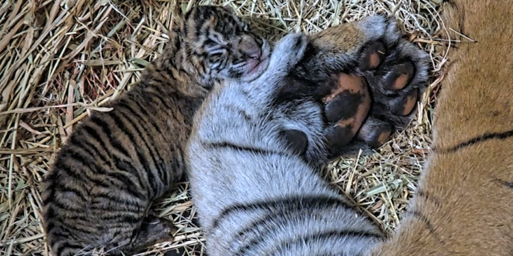 Dos cachorros de tigre de Sumatra nacen en el Safari Park de San Diego