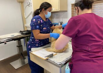 Clínica móvil brinda asistencia a mascotas de personas sin hogar