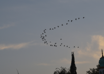 Aves en el cielo migrando
