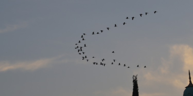 Aves en el cielo migrando