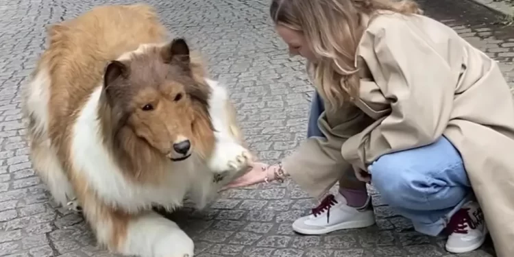 Perro humano