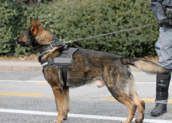 Perro policía