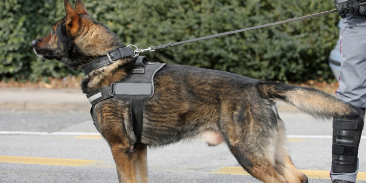 Perro policía