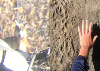 Lobo Gris en California