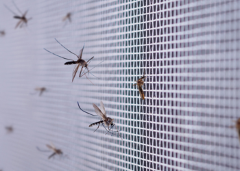 Miles de mosquitos invaden a San Diego tras el paso de la tormenta