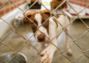 Nuevo proyecto de ley en el Congreso busca ampliar los poderes del Departamento de Justicia en casos de abuso animal