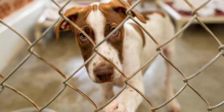 Nuevo proyecto de ley en el Congreso busca ampliar los poderes del Departamento de Justicia en casos de abuso animal