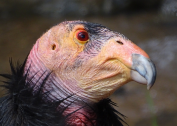 Cóndor