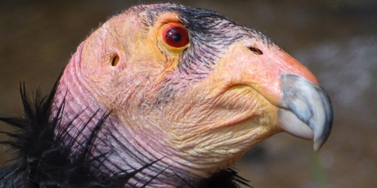 Cóndor