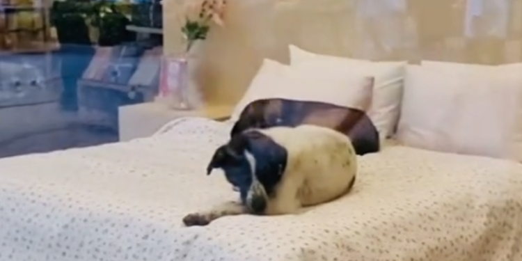 Perros tienda de colchones