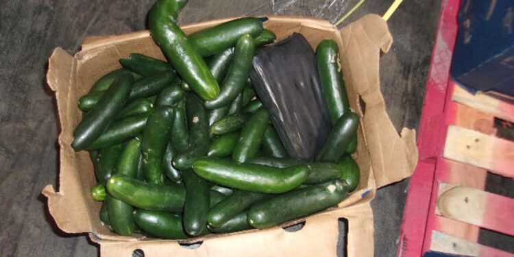 CBP decomisó 146 paquetes de cocaína escondida en un cargamento de pepinos