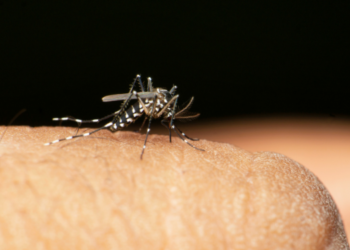 Primer indicio de mosquitos con virus del Nilo Occidental en el Condado de San Diego