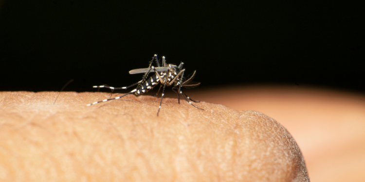 Primer indicio de mosquitos con virus del Nilo Occidental en el Condado de San Diego