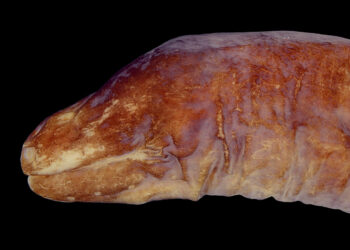 Anguila uroterygius cyamommatus