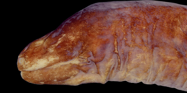 Anguila uroterygius cyamommatus