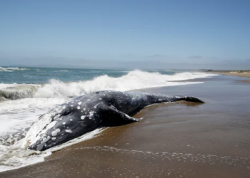 Científicos resuelven el misterio de las ballenas muertas en costas del Pacífico