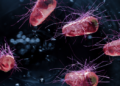 E.coli