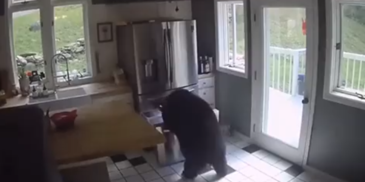 Oso roba lasaña