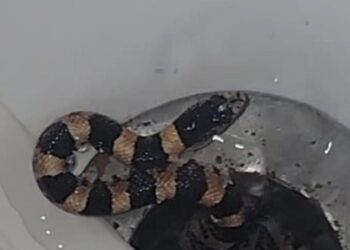 Serpiente sale de bañera en residencia de San Ysidro