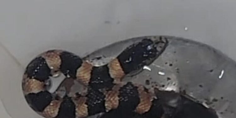 Serpiente sale de bañera en residencia de San Ysidro