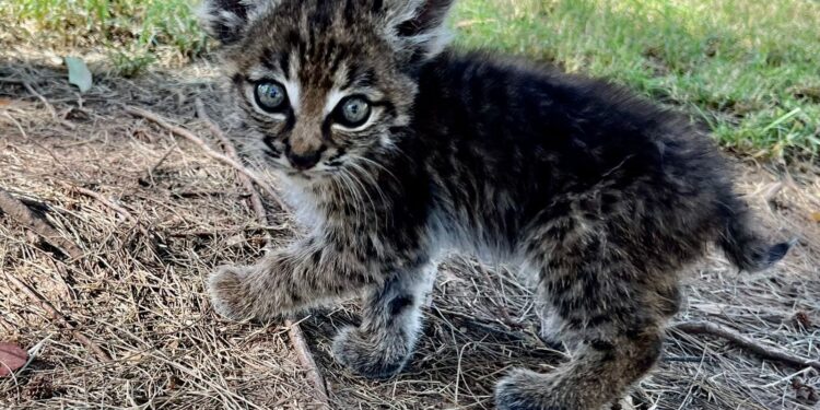 Rescatan a una cría de lince