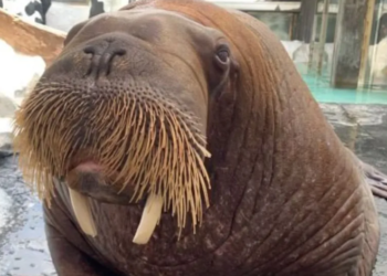 Día triste en SeaWorld, murió la morsa Mitik