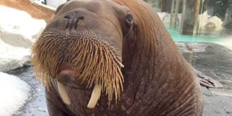 Día triste en SeaWorld, murió la morsa Mitik