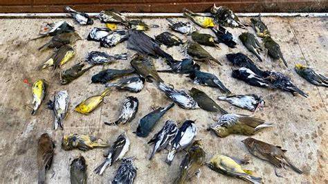 Mueren más de mil pájaros cantores al impactarse contra un edificio en Chicago