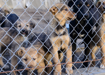 Refugios de animales en San Diego enfrentan sobrepoblación crítica