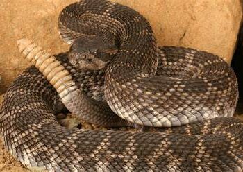 Una serpiente de cascabel mordió a un excursionista en Carmel Valley