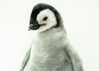 pingüino emperador