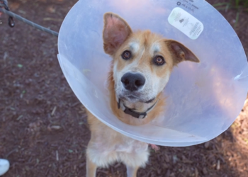 50% de descuento en tarifas de adopciones de mascotas este fin de semana: SDHS