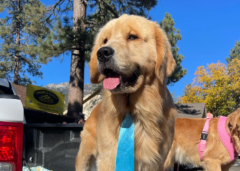 Mayor Max CA