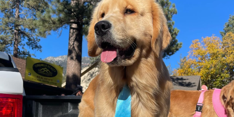 Mayor Max CA