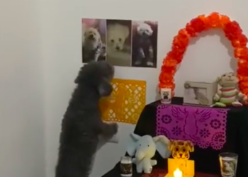 Perrito emociona a redes sociales al reaccionar ante el altar de su mamá fallecida