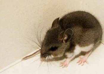 Ratones ciervos dan positivo por hantavirus